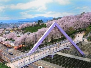 西山公園の桜写真１