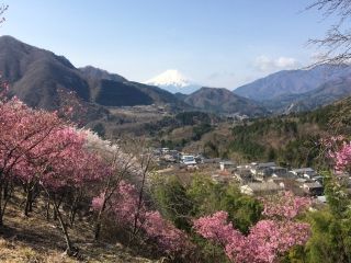 真木お伊勢山の桜写真１