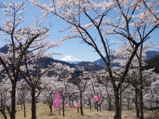 真木お伊勢山の桜写真２