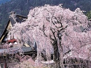 身延山久遠寺の桜写真１