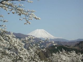 大法師公園の桜写真１