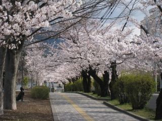 城山公園（長野県）の桜写真１