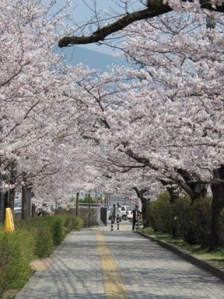 城山公園（長野県）の桜写真２