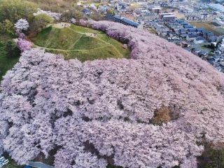 弘法山古墳の桜写真１