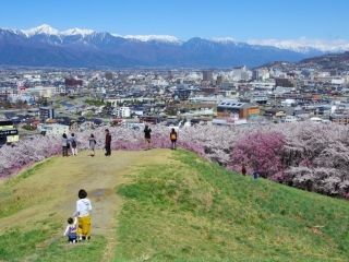 弘法山古墳の桜写真２