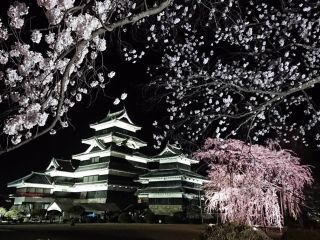 国宝 松本城の桜写真１