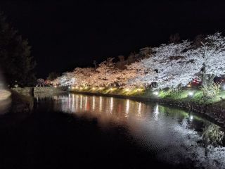 国宝 松本城の桜写真２