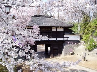 小諸城址 懐古園の桜写真１