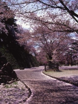 小諸城址 懐古園の桜写真２