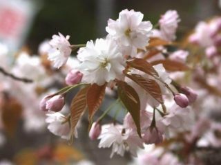 中将姫誓願桜の写真３
