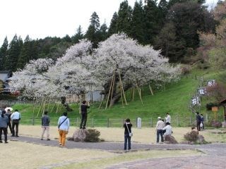 臥龍桜写真１