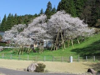 臥龍桜写真２