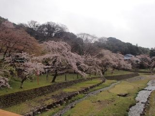 養老公園の桜写真２