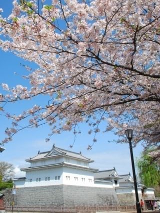 駿府城公園の桜写真２