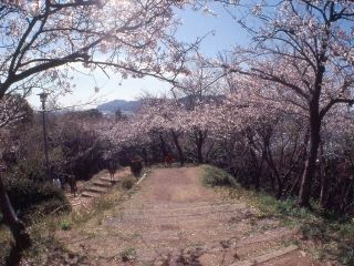 賤機山公園の桜写真１