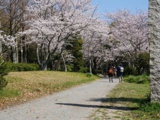 佐鳴湖公園の桜写真２