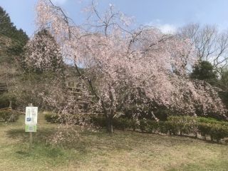 熱海市姫の沢公園の桜写真２
