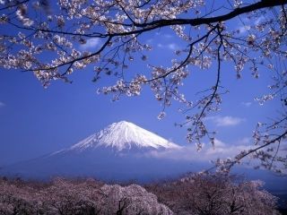大石寺の桜写真１