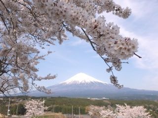 大石寺の桜写真２
