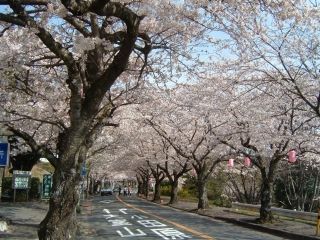 伊豆高原桜並木写真１
