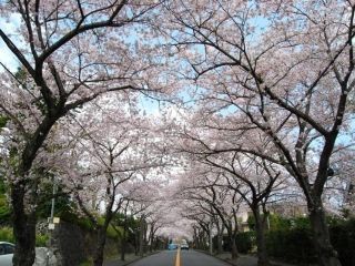 伊豆高原桜並木写真２