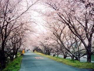 河原町桜堤防の桜写真１