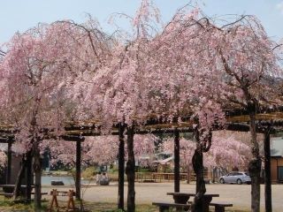 野守の池の桜写真２