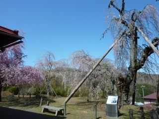 法泉寺のしだれ桜写真１