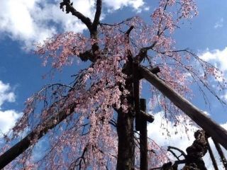 法泉寺のしだれ桜写真２