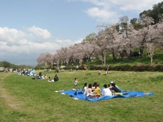 狩野川さくら公園の桜写真２