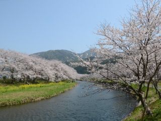 松崎町那賀川沿い・富士見彫刻ラインの桜写真１