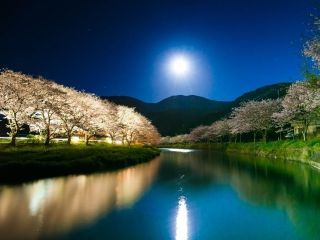 松崎町那賀川沿い・富士見彫刻ラインの桜写真２