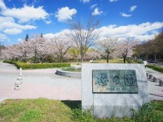 平和公園の桜写真１