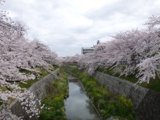 山崎川四季の道の桜写真１