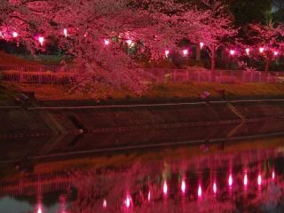 荒子川公園の桜写真２