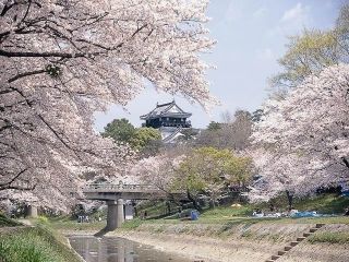 岡崎公園の桜写真１