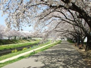 佐奈川堤の桜写真２
