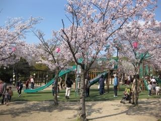 明石公園（愛知県）の桜写真２
