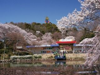日本モンキーパークの桜写真１