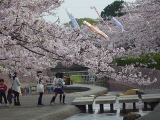 滝頭公園の桜写真１