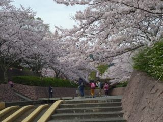 滝頭公園の桜写真２