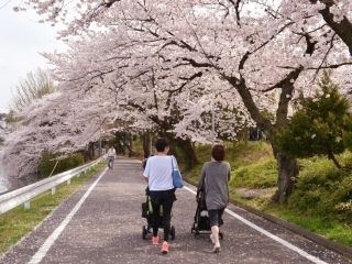 三好公園の桜写真２