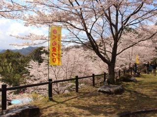 君ヶ野ダム公園の桜写真２