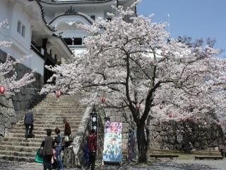 上野公園（三重県）の桜写真１