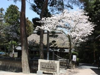 上野公園（三重県）の桜写真２