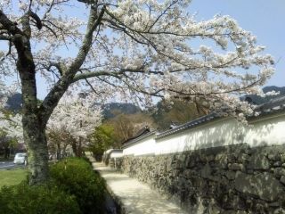 日吉大社付近（日吉馬場）の桜写真１