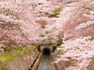 琵琶湖疏水の桜写真１