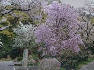 長等公園の桜写真１
