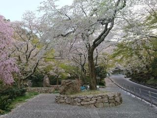 長等公園の桜写真２