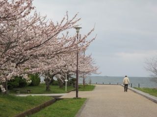 豊公園の桜写真２